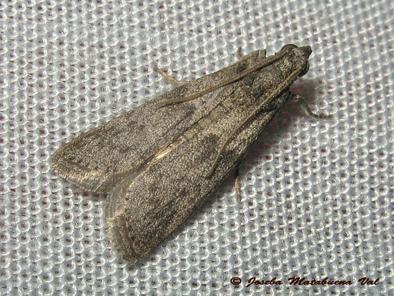Cfr. Matilella (Pyla) fusca - Pyralidae